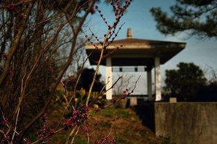 寂静庄园,探寻寂静庄园的神秘传说与幽深往事